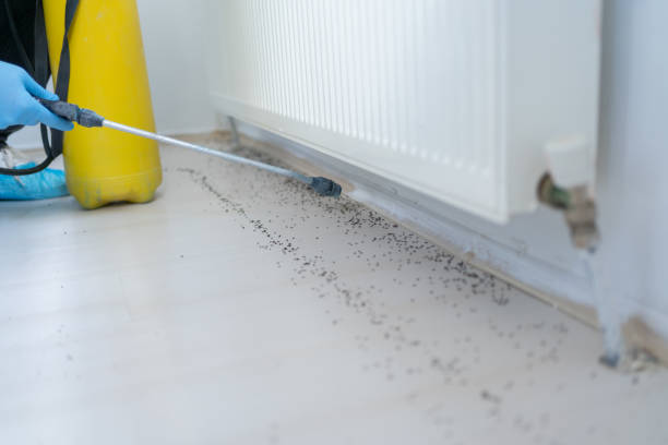 Professional Pest Control in Cave City, AR